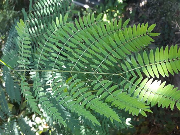 Identificação da planta Timbaúba por foto