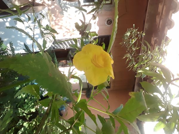 Identificação da planta Ipê-de-jardim por foto