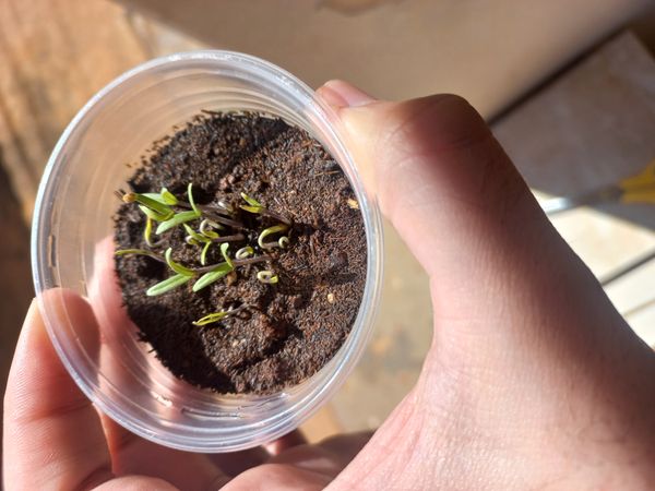 Identificação da planta Segurelha por foto