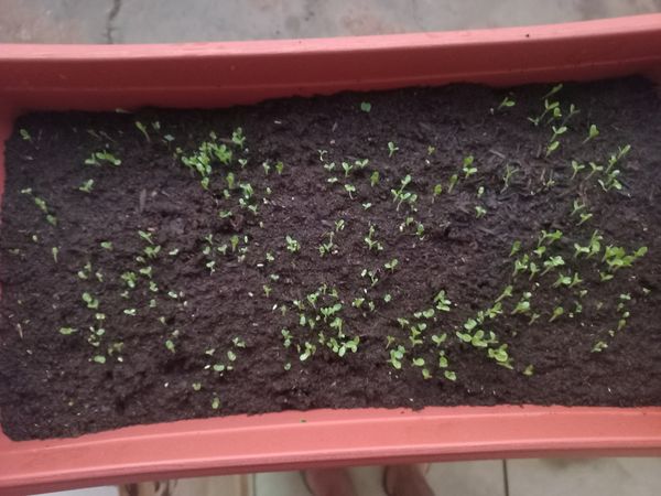 Identificação da planta Alface por foto