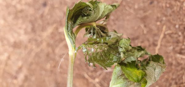 Identificação da planta Uva-do-mato por foto