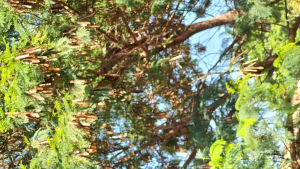 Identificação da planta Ipê-amarelo por foto