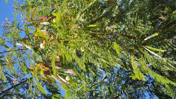 Identificação da planta Leucena ou Árvore-do-Conflito por foto
