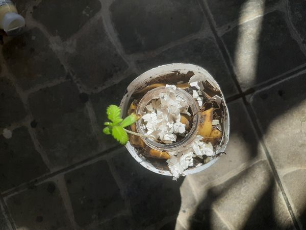 Identificação da planta Maconha por foto