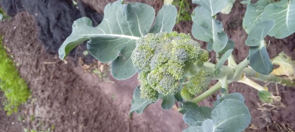 Identificação da planta Brócolis por foto
