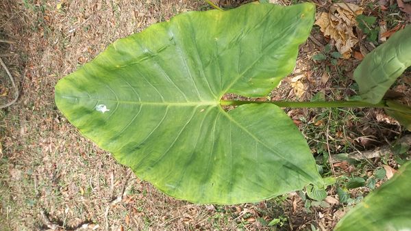 Identificação da planta Orelha-de-elefante por foto