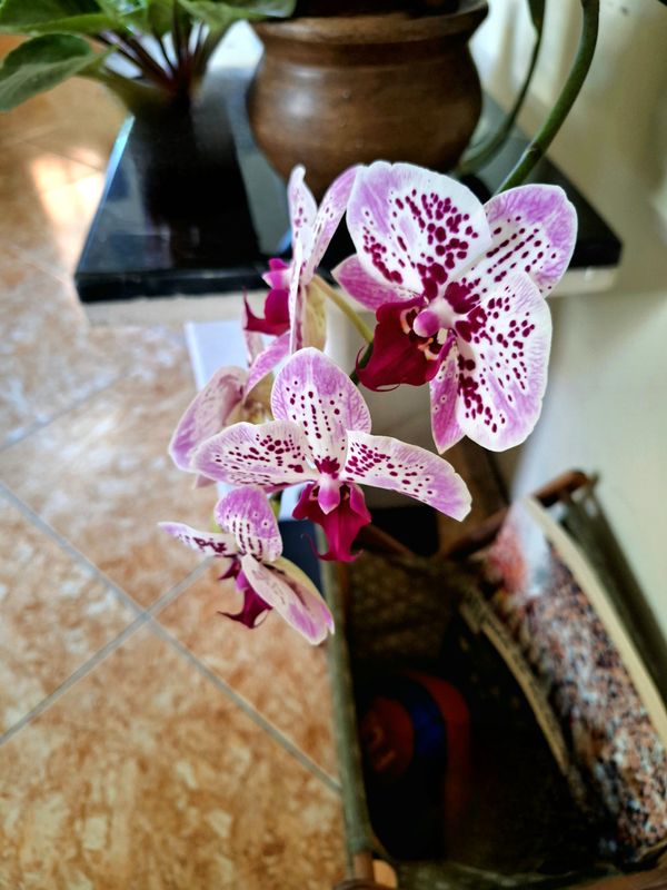 Identificação da planta Orquidea por foto