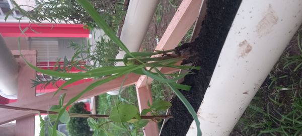 Identificação da planta Citronela por foto