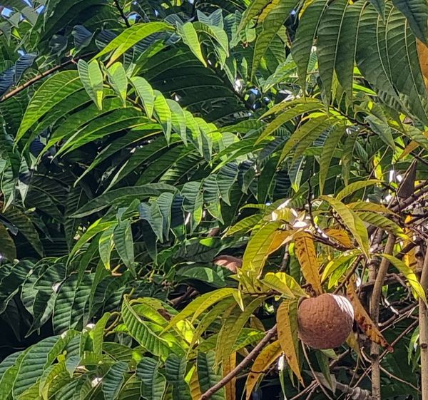 Identificação da planta Fruta-de-condessa por foto