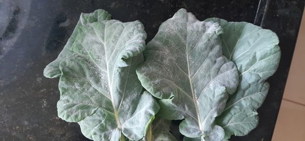 Identificação da planta Couve-do-mar por foto