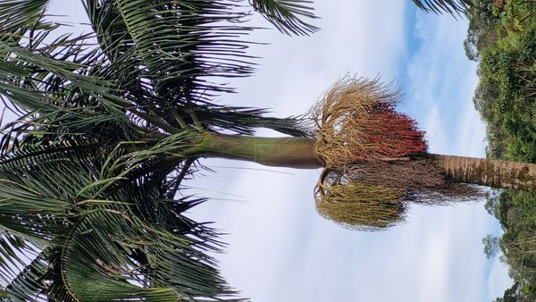 Identificação da planta Palmeira-imperial por foto