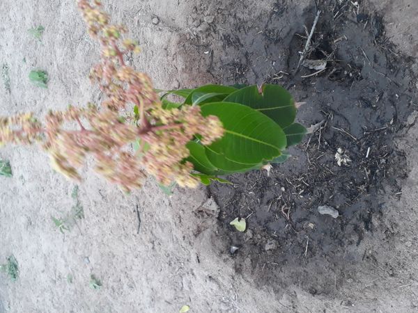 Identificação da planta Manga por foto