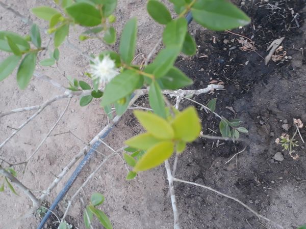 Identificação da planta Pitanga por foto