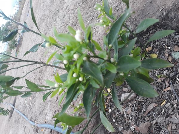 Identificação da planta Mexerica por foto