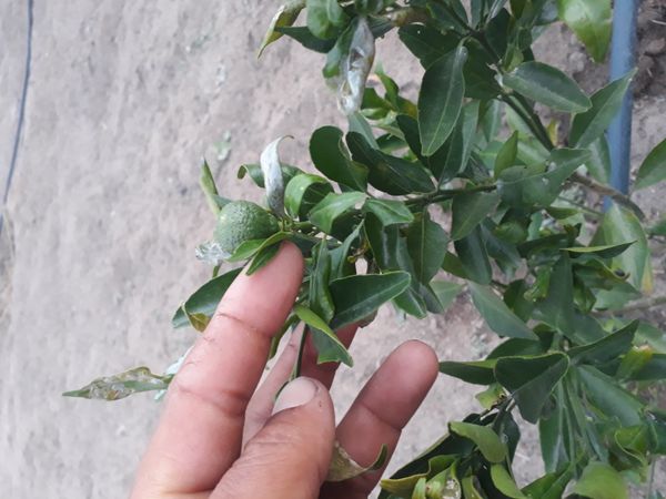 Identificação da planta Mexerica por foto