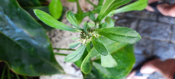 Identificação da planta Sete-sangrias por foto