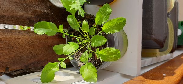 Identificação da planta Agrião por foto