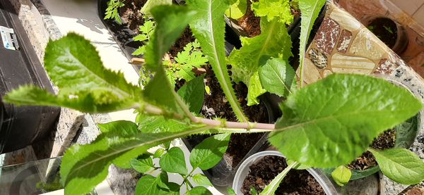 Identificação da planta Alface-brava por foto