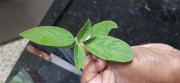 Identificação da planta Cidreira por foto