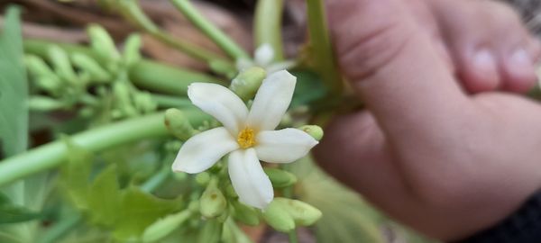 Identificação da planta Mamão por foto
