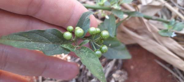 Identificação da planta Maria-pretinha por foto