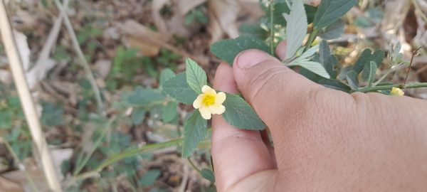 Identificação da planta Guanxuma por foto