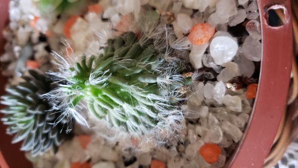 Identificação da planta Cacto-veludo por foto