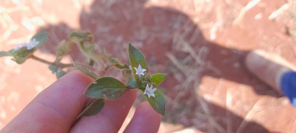 Identificação da planta Poaia-branca por foto