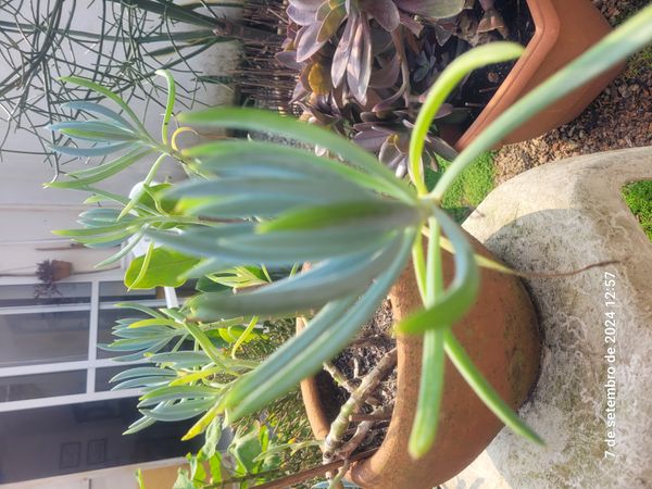 Identificação da planta Dedinho por foto
