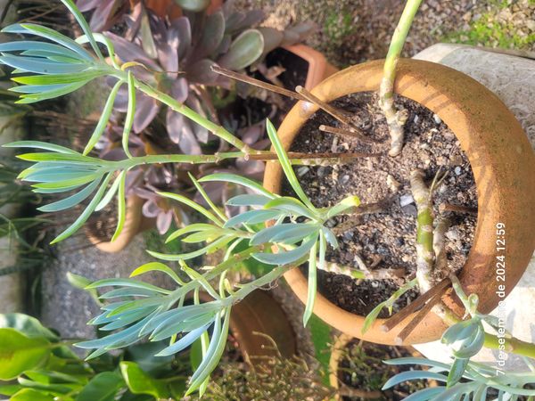 Identificação da planta Dedinho por foto
