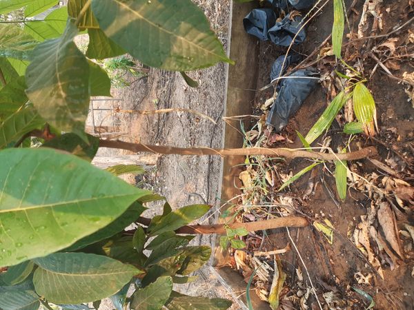 Identificação da planta Cadamomo por foto