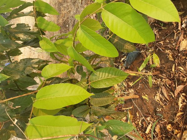 Identificação da planta Caucho por foto