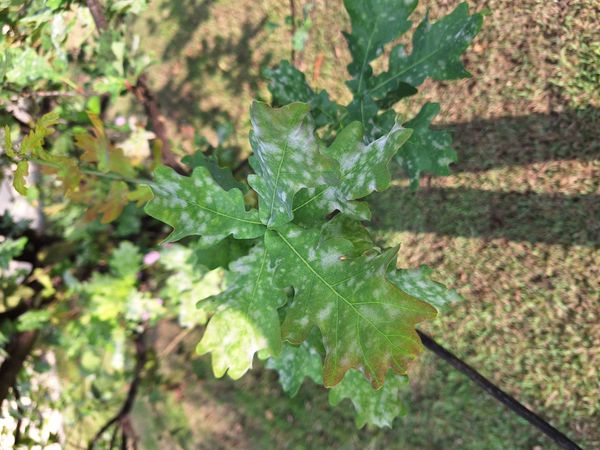 Identificação da planta Carvalho-californiano por foto