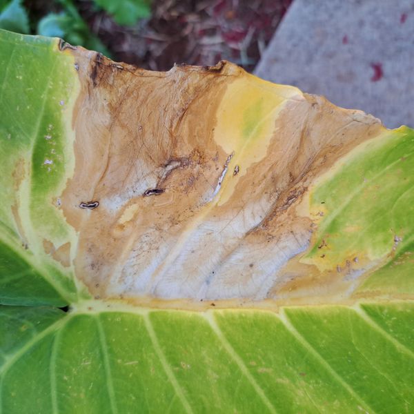 Identificação da planta Taioba por foto