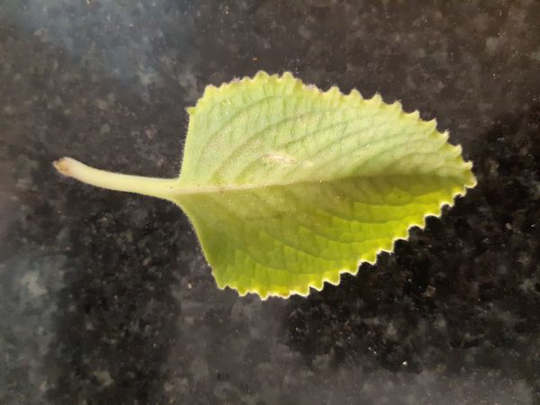 Identificação da planta Hortelã pimenta por foto