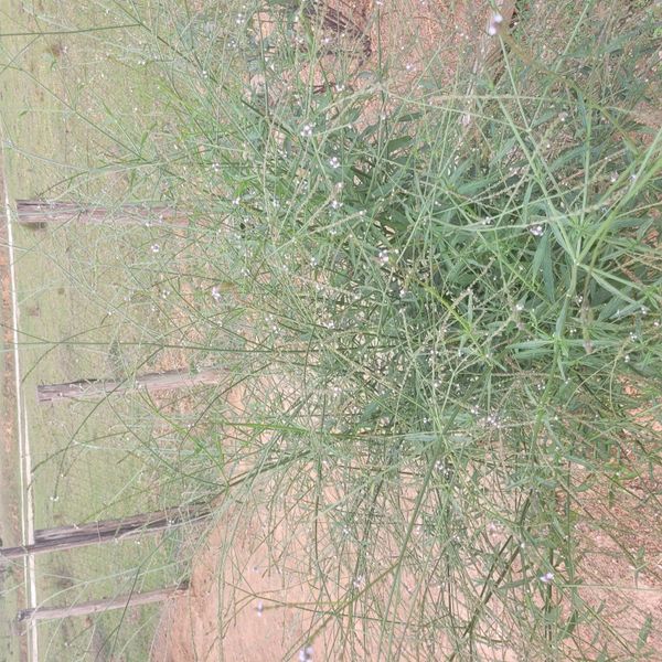 Identificação da planta Gervão-roxo por foto