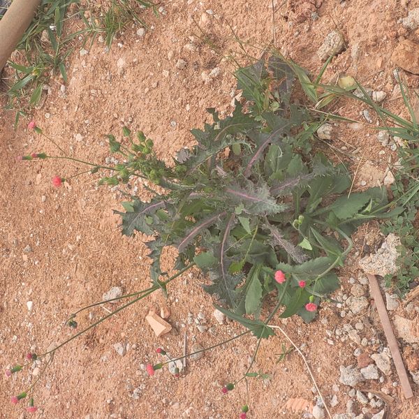 Identificação da planta Serralha-mirim por foto