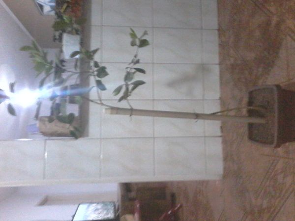 Identificação da planta Limão por foto