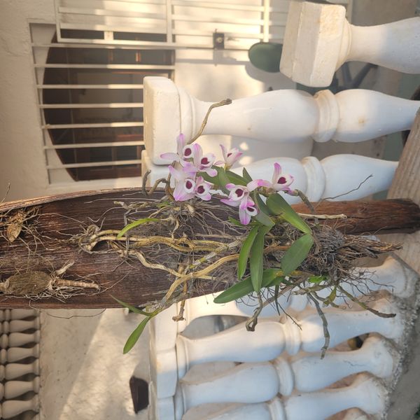 Identificação da planta Orquídea bambu por foto