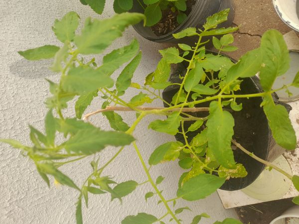 Identificação da planta Tomate cereja por foto
