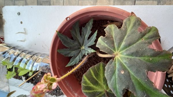 Identificação da planta Begônia rex por foto