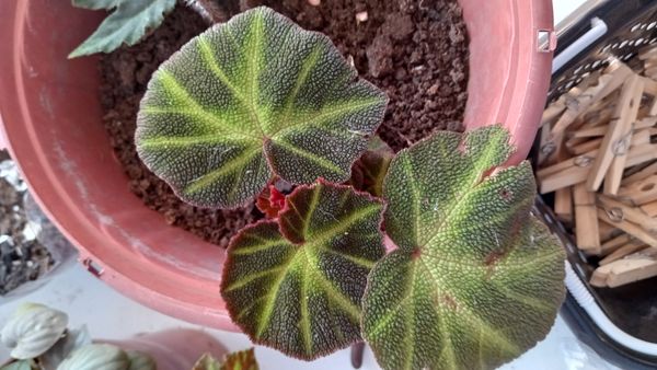 Identificação da planta Begônia encourada por foto