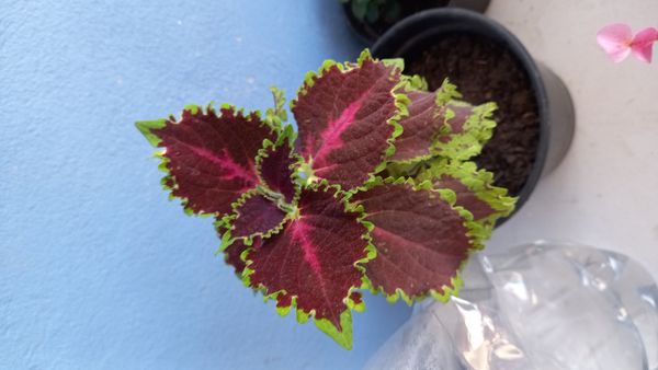 Identificação da planta Coléus por foto