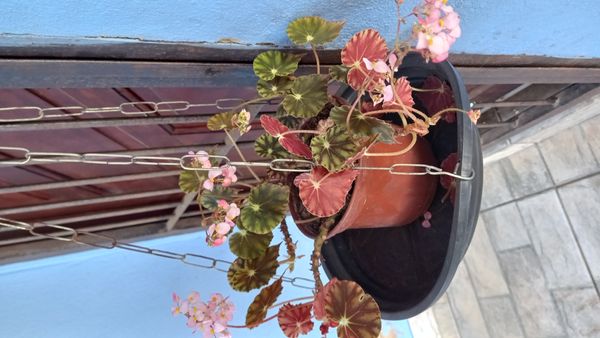 Identificação da planta Begônia Redonda por foto