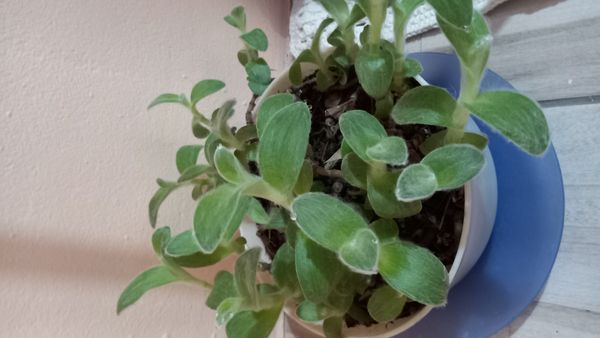 Identificação da planta Veludo branco por foto