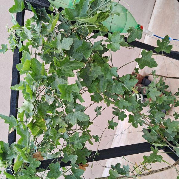 Identificação da planta Tindora por foto