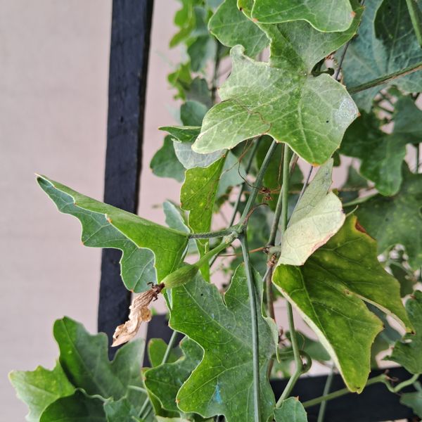Identificação da planta Tindora por foto