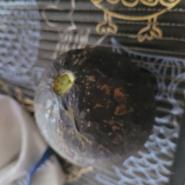 Identificação da planta Abacate por foto