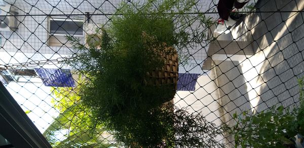 Identificação da planta Aspargo-samambaia por foto