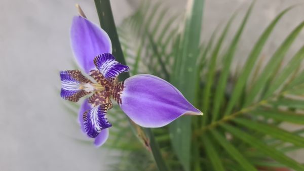 Identificação da planta Sete-sangrias por foto
